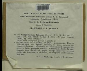 Homalothecium lutescens (Hedw.) H. Rob., Bryophytes, Bryophytes - North Caucasus & Ciscaucasia (B12) (Russia)