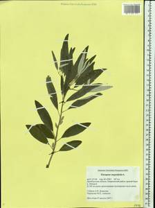Elaeagnus angustifolia L., Eastern Europe, Eastern region (E10) (Russia)