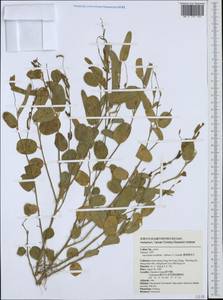 Alysicarpus ovalifolius (Schum.)Leonard, South Asia, South Asia (Asia outside ex-Soviet states and Mongolia) (ASIA) (Taiwan)