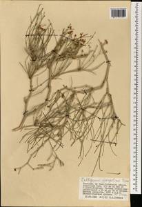 Calligonum mongolicum Turcz., Mongolia (MONG) (Mongolia)