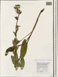 Campanula glomerata subsp. oblongifolia (Kharadze) Fed., Caucasus, Stavropol Krai, Karachay-Cherkessia & Kabardino-Balkaria (K1b) (Russia)