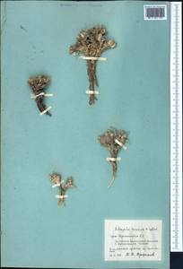 Astragalus borodinii (Krassn.) Krassn., Middle Asia, Pamir & Pamiro-Alai (M2) (Tajikistan)