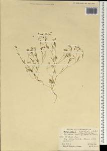 Pimpinella leptoclada (Aitch. & Hemsl.) Mousavi, Mozaff. & Zarre, South Asia, South Asia (Asia outside ex-Soviet states and Mongolia) (ASIA) (Afghanistan)