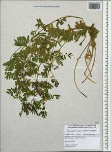 Vicia uralensis Knjaz., Kulikov & E.G.Philippov, Eastern Europe, Eastern region (E10) (Russia)