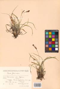 Carex flavocuspis Franch. & Sav., Siberia, Russian Far East (S6) (Russia)