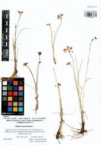 Allium tenuissimum L., Siberia, Baikal & Transbaikal region (S4) (Russia)