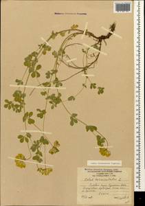 Lotus corniculatus subsp. corniculatus, Caucasus, South Ossetia (K4b) (South Ossetia)