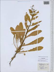 Goldbachia laevigata (M.Bieb.) DC., Middle Asia, Karakum (M6) (Turkmenistan)