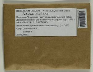 Pohlia nutans (Hedw.) Lindb., Bryophytes, Bryophytes - North Caucasus & Ciscaucasia (B12) (Russia)
