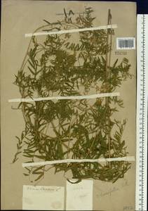 Vicia tenuifolia Roth, Siberia (no precise locality) (S0) (Russia)