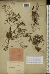 Limonium bellidifolium (Gouan) Dumort., Eastern Europe, South Ukrainian region (E12) (Ukraine)