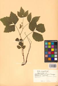 Rubus saxatilis L., Eastern Europe, Northern region (E1) (Russia)