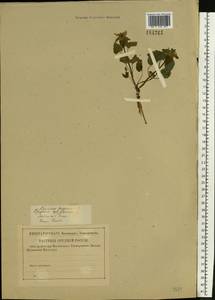 Lamium purpureum L., Eastern Europe, Central forest-and-steppe region (E6) (Russia)