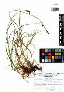 Carex cespitosa L., Siberia, Baikal & Transbaikal region (S4) (Russia)