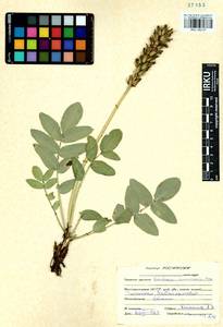 Oxytropis hirta subsp. komarovii (Vassilcz.) N.Ulziykh., Siberia, Baikal & Transbaikal region (S4) (Russia)