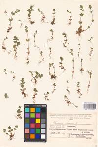 MHA 0 159 924, Veronica arvensis L., Eastern Europe, Central region (E4) (Russia)