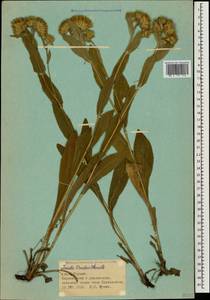 Pentanema oculus-christi (L.) D. Gut. Larr., Santos-Vicente, Anderb., E. Rico & M. M. Mart. Ort., Caucasus, Georgia (K4) (Georgia)