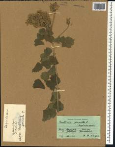 Paullinia pinnata L., Africa (AFR) (Mali)