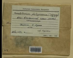 Homalothecium philippeanum (Spruce) Schimp., Bryophytes, Bryophytes - Transcaucasia (B13) (South Ossetia)