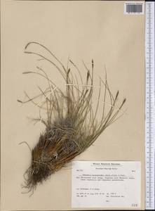 Carex myosuroides Vill., America (AMER) (Greenland)
