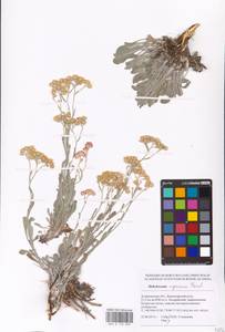 Helichrysum nogaicum Tzvelev, Eastern Europe, Lower Volga region (E9) (Russia)