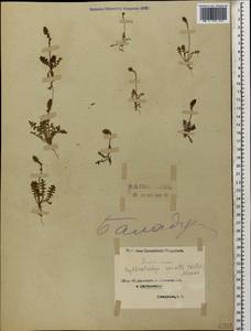 Psylliostachys spicata (Willd.) Nevski, Caucasus, Azerbaijan (K6) (Azerbaijan)