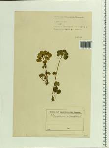 Chrysosplenium alternifolium L., Eastern Europe, North-Western region (E2) (Russia)