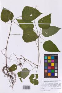 Meehania urticifolia (Miq.) Makino, Eastern Europe, Moscow region (E4a) (Russia)