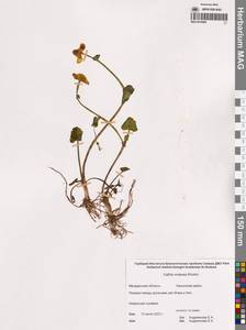 Caltha palustris var. sibirica Regel, Siberia, Chukotka & Kamchatka (S7) (Russia)