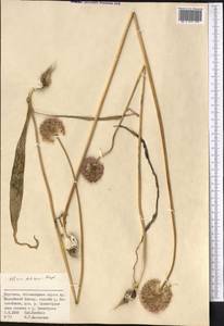 Allium fetisowii Regel, Middle Asia, Northern & Central Tian Shan (M4) (Kyrgyzstan)