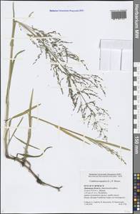 Catabrosa aquatica (L.) P.Beauv., Eastern Europe, Central forest-and-steppe region (E6) (Russia)