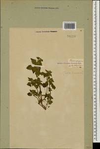 Lamium purpureum L., Caucasus, Georgia (K4) (Georgia)