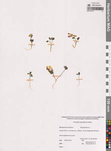 Corydalis gorodkovii Karav., Siberia, Chukotka & Kamchatka (S7) (Russia)