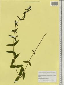 Scutellaria galericulata L., Siberia, Baikal & Transbaikal region (S4) (Russia)