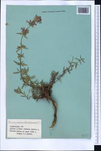 Dracocephalum ruyschiana L., Middle Asia, Pamir & Pamiro-Alai (M2) (Tajikistan)