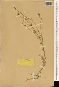 Silene spergulifolia, South Asia, South Asia (Asia outside ex-Soviet states and Mongolia) (ASIA) (Turkey)