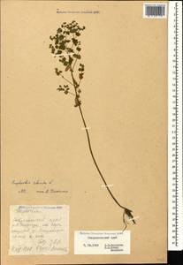 Euphorbia stricta L., Caucasus, Stavropol Krai, Karachay-Cherkessia & Kabardino-Balkaria (K1b) (Russia)