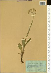 Tephroseris integrifolia subsp. tundricola (Tolm.) B. Nord., Siberia, Central Siberia (S3) (Russia)