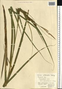 Carex atherodes Spreng., Eastern Europe, Central region (E4) (Russia)