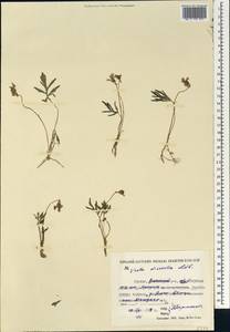 Viola multifida Willd. ex Roem. & Schult., Siberia, Yakutia (S5) (Russia)