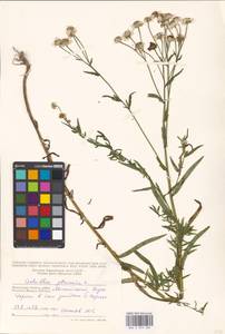 Achillea ptarmica L., Eastern Europe, Moscow region (E4a) (Russia)