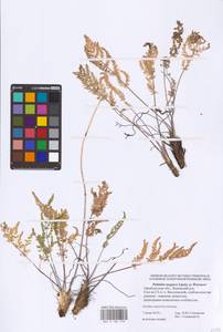 Palimbia turgaica Lipsky, Eastern Europe, Eastern region (E10) (Russia)