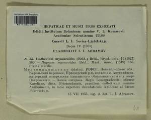 Pseudisothecium myosuroides (Brid.) Grout, Bryophytes, Bryophytes - Karelia, Leningrad & Murmansk Oblasts (B4) (Russia)