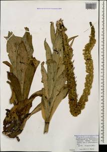 Digitalis ferruginea subsp. schischkinii (Ivanina) K. Werner, Caucasus, Krasnodar Krai & Adygea (K1a) (Russia)
