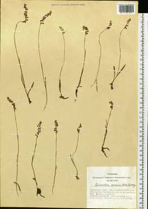 Spiranthes australis (R.Br.) Lindl., Siberia, Altai & Sayany Mountains (S2) (Russia)