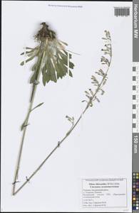 Silene chlorantha (Willd.) Ehrh., Eastern Europe, Middle Volga region (E8) (Russia)