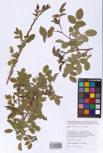 Rosa balsamica Besser, Eastern Europe, Lower Volga region (E9) (Russia)