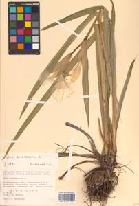 Iris pseudacorus L., Eastern Europe, Lower Volga region (E9) (Russia)