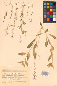 Chorispora tenella (Pall.) DC., Eastern Europe, Lower Volga region (E9) (Russia)