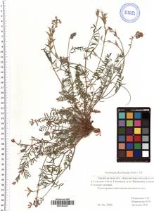 SMR001827, Oxytropis floribunda (Pall.) DC., Eastern Europe, Eastern region (E10) (Russia)
